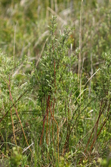 Salix brachypoda