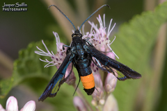 Synanthedon exitiosa