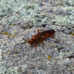 Spilichneumon