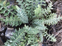 Cirsium fontinale obispoense