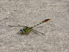 Arigomphus lentulus