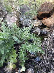 Cirsium fontinale obispoense