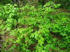 Toxicodendron radicans pubens