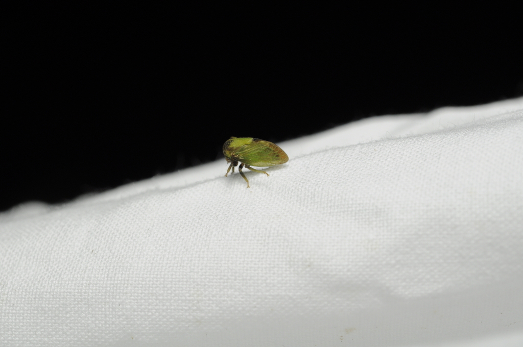 Postanomus