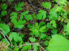 Toxicodendron radicans pubens