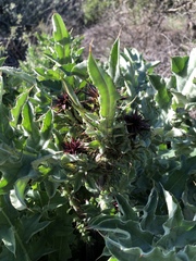 Cirsium fontinale obispoense