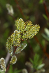 Salix brachypoda