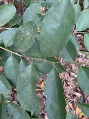 Ilex ficoidea