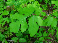 Toxicodendron radicans pubens