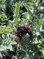 Cirsium fontinale obispoense