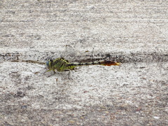 Arigomphus lentulus