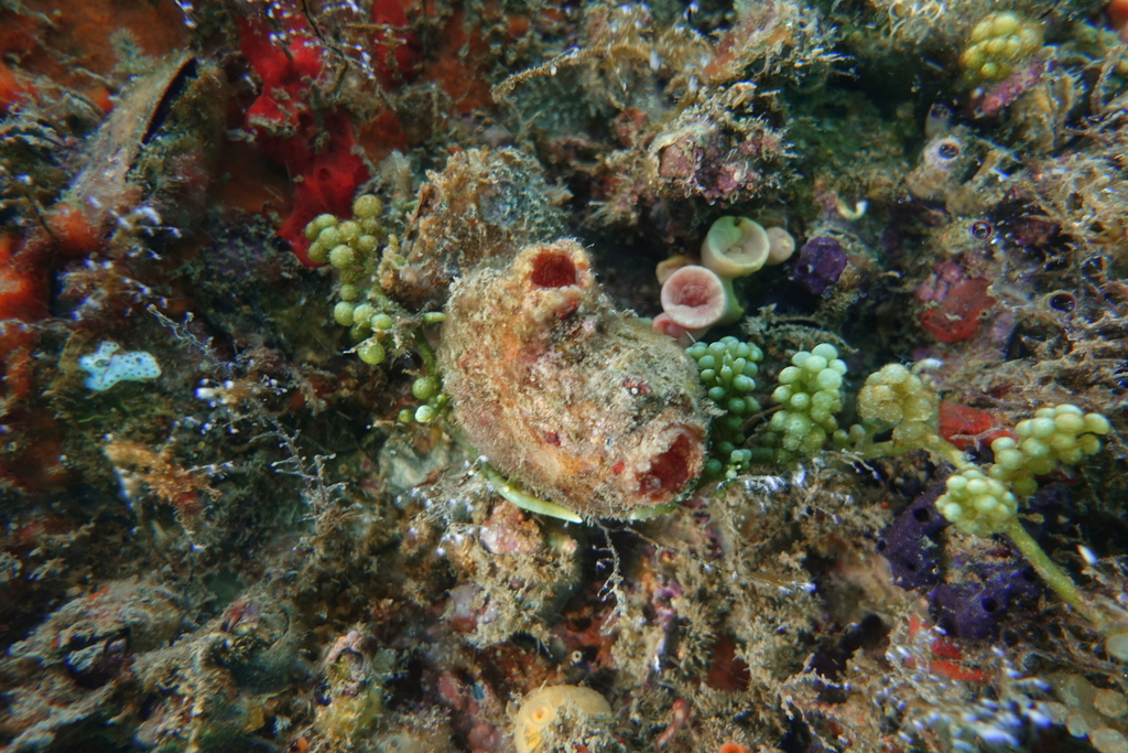 Ascidian