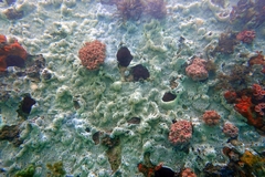 Colonial Tunicate photo 2