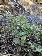 Aquilegia eximia