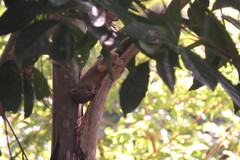 Callosciurus notatus