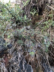 Aquilegia eximia