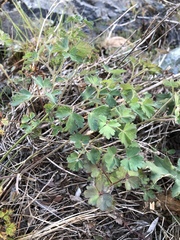 Aquilegia eximia