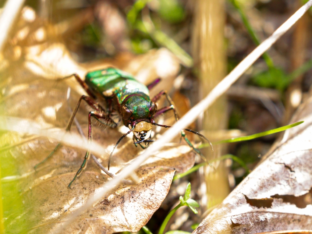 green-tiger-beetle-from-63225-langen-germany-on-october-30-2022-at-01