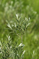 Salix brachypoda