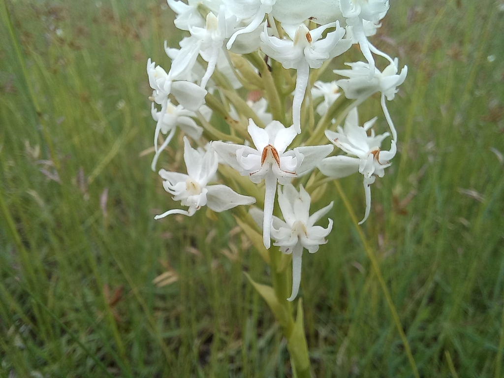 Habenaria kilimanjari from Senanga, Zambia on December 13, 2023 at 11