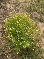Oncosiphon pilulifer