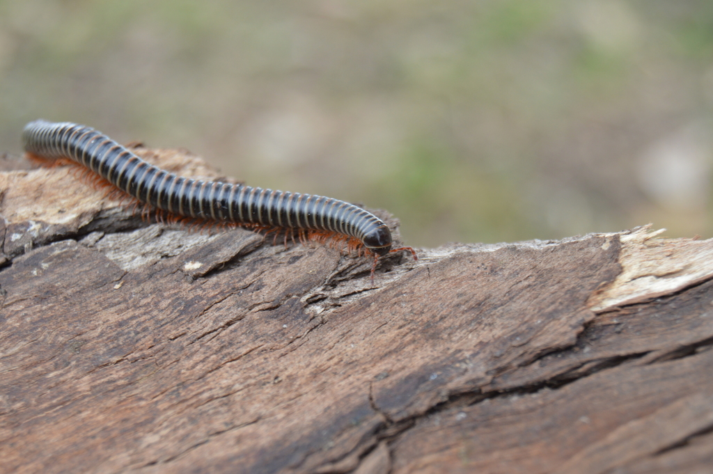 Pseudonannolene