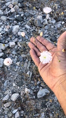 Atrichoseris platyphylla