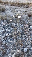 Atrichoseris platyphylla