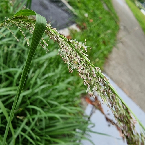 Sporobolus fertilis iNat (2)