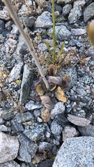 Atrichoseris platyphylla