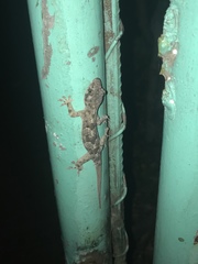 Hemidactylus mabouia