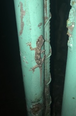 Hemidactylus mabouia