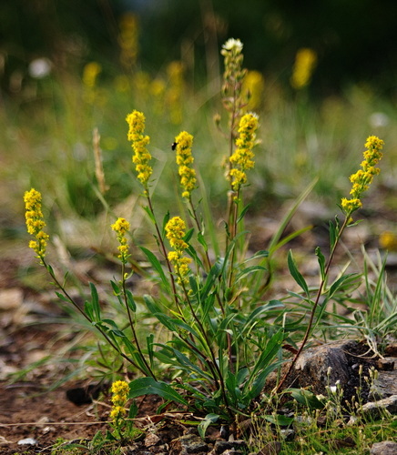 Solidago spathulata
