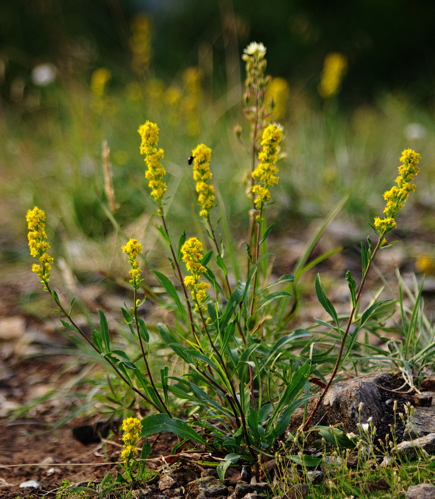 Solidago spathulata