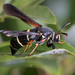 Dusky Clearwing Moth - Photo (c) John Christensen, some rights reserved (CC BY-NC), uploaded by John Christensen
