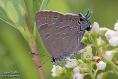 Satyrium caryaevorus