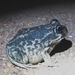 Moaning Frog - Photo (c) neomyrtus, some rights reserved (CC BY-NC-SA)