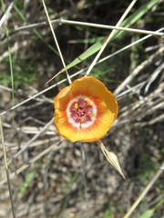 Linum elongatum