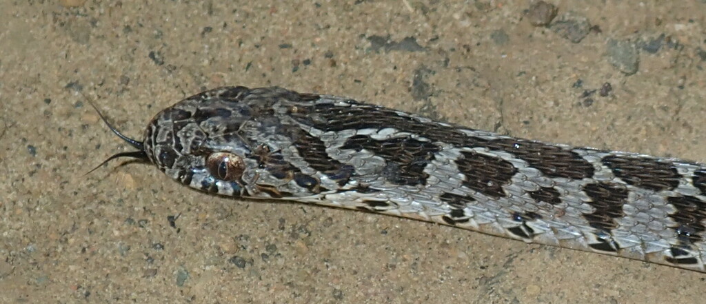 Egg Eating Snake From Harry Gwala District Municipality South Africa   Large 