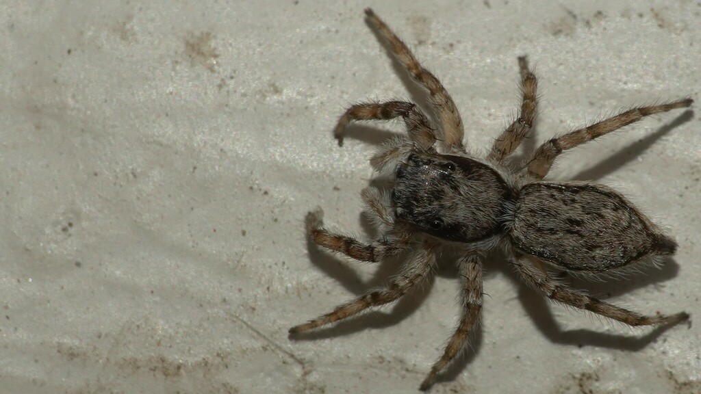 Gray Wall Jumping Spider From CM Varca On December 10 2023 At 03 01 PM   Large 