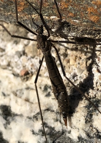 Tipula berteii