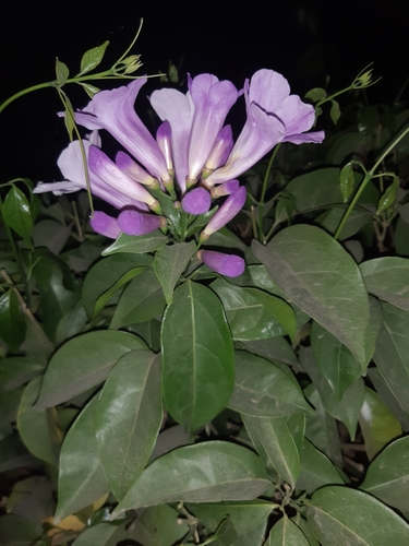 Mansoa alliacea