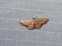 Idaea impexa