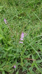 Scutellaria barbata