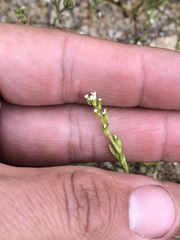 Plagiobothrys leptocladus