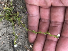 Plagiobothrys leptocladus