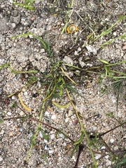 Plagiobothrys leptocladus