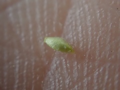 Plagiobothrys leptocladus