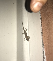 Hemidactylus mabouia