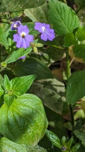 Jamaican forget-me-not